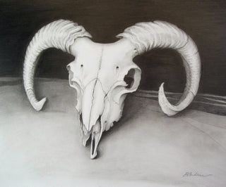 "STUDY. HORNED SHEEP SKULL" available at Artifex 