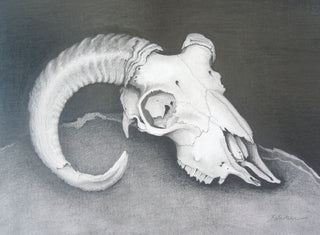 "STUDY. RAM SKULL" available at Artifex 