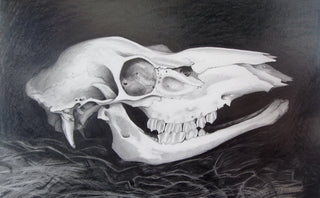 "STUDY. DEER SKULL" available at Artifex 