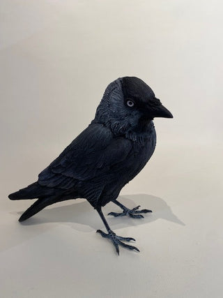 "Jackdaw" available at Artifex 