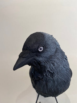 "Jackdaw" available at Artifex 