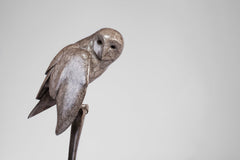 Barn Owl