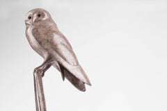 Barn Owl