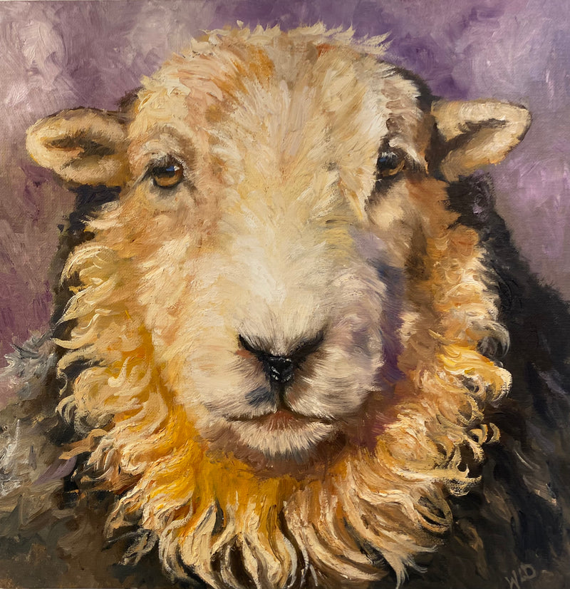 Lakelander Sheep