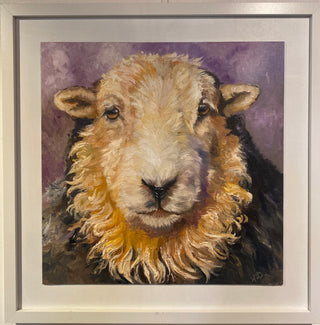 Lakelander Sheep