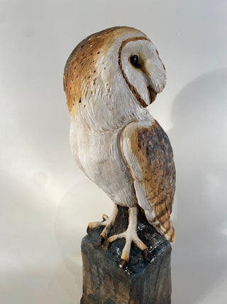 Barn Owl