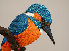 Threshold - Kingfisher