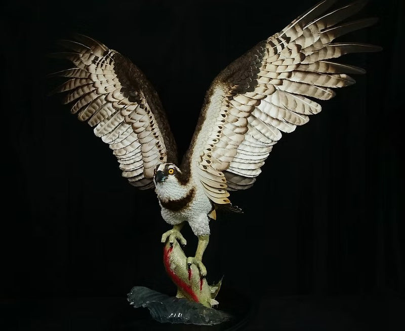 The Wild Fisherman - Osprey