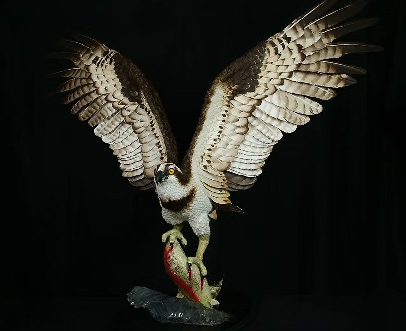 The Wild Fisherman - Osprey