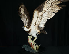 The Wild Fisherman - Osprey