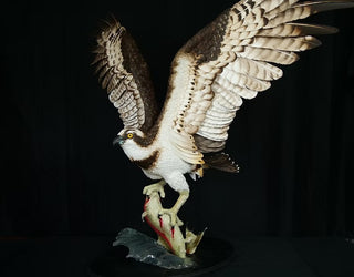 "The Wild Fisherman" Osprey