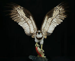 The Wild Fisherman - Osprey