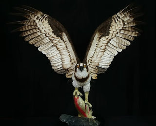 "The Wild Fisherman" Osprey
