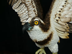 The Wild Fisherman - Osprey