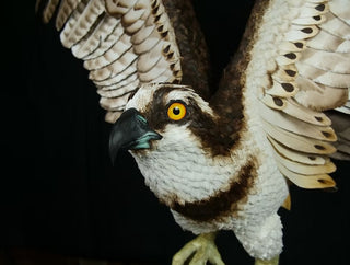 "The Wild Fisherman" Osprey