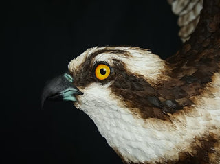 "The Wild Fisherman" Osprey