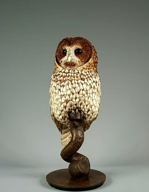 Nocturne - Tawny Owl