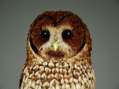 Nocturne - Tawny Owl