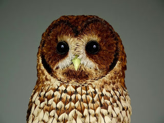 "Nocturne" Tawny Owl