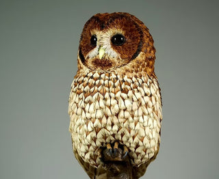 "Nocturne" Tawny Owl