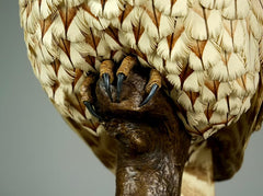Nocturne - Tawny Owl