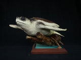"Ancient Traveller" Turtle