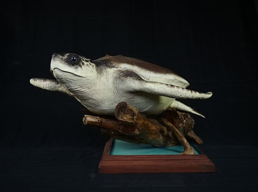 "Ancient Traveller" Turtle