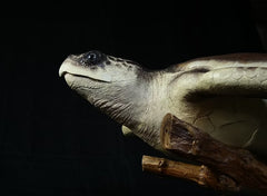 "Ancient Traveller" Turtle