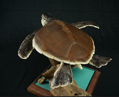 "Ancient Traveller" Turtle