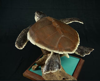 "Ancient Traveller" Turtle