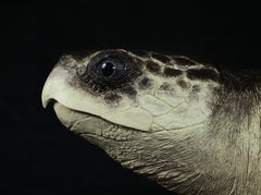"Ancient Traveller" Turtle