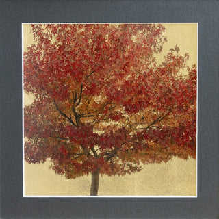 "Acer trifolium II" available at Artifex 