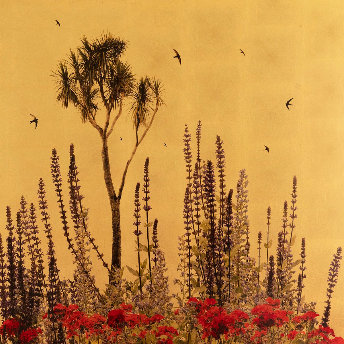 "Cordyline Australia In Excelsis" available at Artifex 